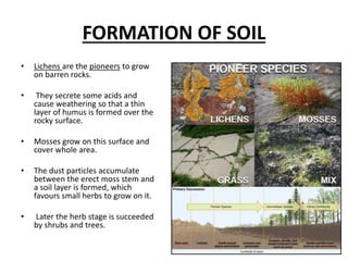 FORMATION OF SOIL
• Lichens are the pioneers to grow
on barren rocks.
• They secrete some acids and
cause weathering so that a thin
layer of humus is formed over the
rocky surface.
• Mosses grow on this surface and
cover whole area.
• The dust particles accumulate
between the erect moss stem and
a soil layer is formed, which
favours small herbs to grow on it.
• Later the herb stage is succeeded
by shrubs and trees.
 