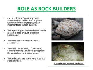 ROLE AS ROCK BUILDERS
• mosses (Bryum, Hypnum) grow in
association with other aquatic plants
(Chara and other algae) playing an
important role as rock builders.
• These plants grow in water bodies which
contain a large amount of calcium
bicarbonate.
• The insoluble calcium carbonate
precipitates.
• The insoluble minerals, on exposure,
hardens forming Calcareous (lime) rock-
like deposits around these plants.
• These deposits are extensively used as a
building stone.
 