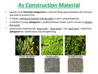 As Construction Material
• aquatic moss Fontinalis antipyretics is used for filling spaces between the chimney
and walls to prevent fires.
• In Alaska, chinking of wooden and log cabins is done using bryophytes.
• In northern Europe Sphagnum is stuffed between timber used in houses to deaden
the sound.
• construction materials like "peat crete", "peat wood", and "peat foam" made from
Sphagnum for solidification and strengthening.
 