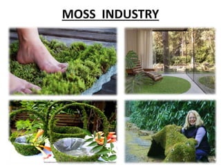 MOSS INDUSTRY
 