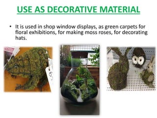 USE AS DECORATIVE MATERIAL
• It is used in shop window displays, as green carpets for
floral exhibitions, for making moss roses, for decorating
hats.
 