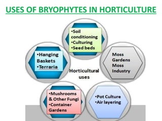 USES OF BRYOPHYTES IN HORTICULTURE
 