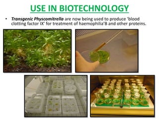 USE IN BIOTECHNOLOGY
• Transgenic Physcomitrella are now being used to produce ‘blood
clotting factor IX’ for treatment of haemophilia’B and other proteins.
 