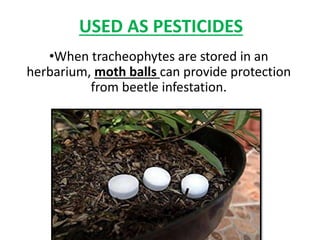 USED AS PESTICIDES
•When tracheophytes are stored in an
herbarium, moth balls can provide protection
from beetle infestation.
 