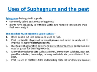 Uses of Suphagnum and the peat
Sphagnum- belongs to Bryopsida.
• commonly called peat moss or bog moss
• plants have capability to withhold water two hundred times more than
their own weight.
The peat has much economic value such as –
1. Dried peat is cut into pieces and used as fuel.
2. Peat is mixed in clayey soil to keep it porous and mixed in sandy soil to
improve its water holding capacity.
3. Due to great absorptive power and antiseptic properties, sphagnum are
used as gauze for dressing wounds.
4. Many chemical products such as alcohol, ammonium sulphate, peat tar,
paraffin, nitrates, brown dye, tanning materials, etc., are obtained from
peat.
5. Peat is used as mattress filler and bedding material for domestic animals.
 