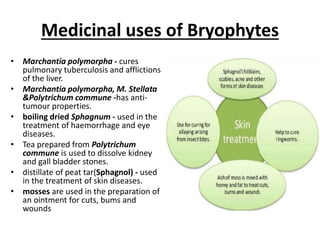 Medicinal uses of Bryophytes
• Marchantia polymorpha - cures
pulmonary tuberculosis and afflictions
of the liver.
• Marchantia polymorpha, M. Stellata
&Polytrichum commune -has anti-
tumour properties.
• boiling dried Sphagnum - used in the
treatment of haemorrhage and eye
diseases.
• Tea prepared from Polytrichum
commune is used to dissolve kidney
and gall bladder stones.
• distillate of peat tar(Sphagnol) - used
in the treatment of skin diseases.
• mosses are used in the preparation of
an ointment for cuts, bums and
wounds
 