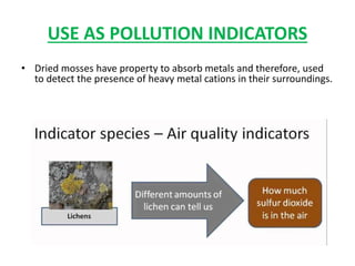 USE AS POLLUTION INDICATORS
• Dried mosses have property to absorb metals and therefore, used
to detect the presence of heavy metal cations in their surroundings.
 