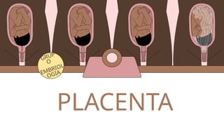 Comprehensive Overview of Placenta Structure and Function in Embryology ...