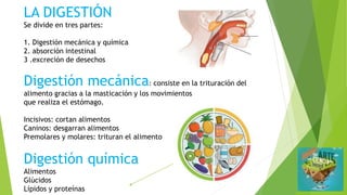 LA DIGESTIÓN
Se divide en tres partes:
1. Digestión mecánica y química
2. absorción intestinal
3 .excreción de desechos
Digestión mecánica: consiste en la trituración del
alimento gracias a la masticación y los movimientos
que realiza el estómago.
Incisivos: cortan alimentos
Caninos: desgarran alimentos
Premolares y molares: trituran el alimento
Digestión química
Alimentos
Glúcidos
Lípidos y proteínas
 