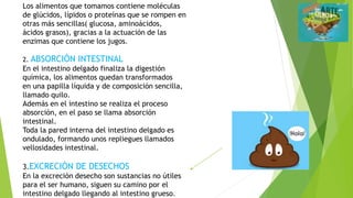 Los alimentos que tomamos contiene moléculas
de glúcidos, lípidos o proteínas que se rompen en
otras más sencillas( glucosa, aminoácidos,
ácidos grasos), gracias a la actuación de las
enzimas que contiene los jugos.
2. ABSORCIÓN INTESTINAL
En el intestino delgado finaliza la digestión
química, los alimentos quedan transformados
en una papilla líquida y de composición sencilla,
llamado quilo.
Además en el intestino se realiza el proceso
absorción, en el paso se llama absorción
intestinal.
Toda la pared interna del intestino delgado es
ondulado, formando unos repliegues llamados
vellosidades intestinal.
3.EXCRECIÓN DE DESECHOS
En la excreción desecho son sustancias no útiles
para el ser humano, siguen su camino por el
intestino delgado llegando al intestino grueso.
 