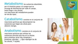 Metabolismo: las sustancias absorbidas
por el intestino pasan a la sangre que se
encarga de distribuirlas por todo el cuerpo,
hasta llegar a las células.
Las reacciones del metabolismo pueden
ser de dos tipos:
Catabolismo: consiste en el conjunto de
reacciones químicas que descomponen las
sustancias que llegan ala célula para
obtener energía.
Anabolismo: consiste en el conjunto de
reacciones químicas que utilizan las
sustancias sencillas que hay en la células
para sintetizar otras más complejas (
proteínas, glúcidos....) Que repongan las de
las células, Y tejidos.
 