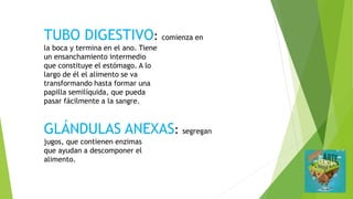 TUBO DIGESTIVO: comienza en
la boca y termina en el ano. Tiene
un ensanchamiento intermedio
que constituye el estómago. A lo
largo de él el alimento se va
transformando hasta formar una
papilla semilíquida, que pueda
pasar fácilmente a la sangre.
GLÁNDULAS ANEXAS: segregan
jugos, que contienen enzimas
que ayudan a descomponer el
alimento.
 