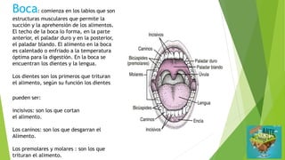 Boca: comienza en los labios que son
estructuras musculares que permite la
succión y la aprehensión de los alimentos.
El techo de la boca lo forma, en la parte
anterior, el paladar duro y en la posterior,
el paladar blando. El alimento en la boca
es calentado o enfriado a la temperatura
óptima para la digestión. En la boca se
encuentran los dientes y la lengua.
Los dientes son los primeros que trituran
el alimento, según su función los dientes
pueden ser:
incisivos: son los que cortan
el alimento.
Los caninos: son los que desgarran el
Alimento.
Los premolares y molares : son los que
trituran el alimento.
 