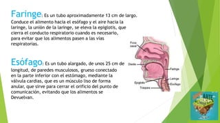 Faringe: Es un tubo aproximadamente 13 cm de largo.
Conduce el alimento hacia el esófago y el aire hacia la
laringe, la unión de la laringe, se eleva la epiglotis, que
cierra el conducto respiratorio cuando es necesario,
para evitar que los alimentos pasen a las vías
respiratorias.
Esófago: Es un tubo alargado, de unos 25 cm de
longitud, de paredes musculosos, grueso conectado
en la parte inferior con el estómago, mediante la
válvula cardias, que es un músculo liso de forma
anular, que sirve para cerrar el orificio del punto de
comunicación, evitando que los alimentos se
Devuelvan.
 