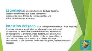 Estómago: Es un ensanchamiento del tubo digestivo,
capaz de distenderse y que puede alcanzar una
capacidad de hasta 2 litros. Su forma parecida a una
y sirve para almacenar alimentos.
Intestino delgado: Es un tubo aproximadamente 7 m de longitud y
2.5 cm de diámetro, y está adherido a la pared dorsal abdominal
por medio de las membranas llamadas mesenterio. Está dividido
en tres regiones: la primera llamada duodeno, que se comunica
con el estómago por medio del piloto y recibe los jugos biliares y
pancreáticos; la segunda el yeyuno, y la tercera más larga,
llamada íleon, la cual comunica con el intestino grueso, mediante la válvula
ileocecal.
 