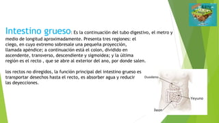 Intestino grueso: Es la continuación del tubo digestivo, el metro y
medio de longitud aproximadamente. Presenta tres regiones: el
ciego, en cuyo extremo sobresale una pequeña proyección,
llamada apéndice; a continuación está el colon, dividido en
ascendente, transverso, descendiente y sigmoidea; y la última
región es el recto , que se abre al exterior del ano, por donde salen.
los rectos no diregidos, la función principal del intestino grueso es
transportar desechos hasta el recto, es absorber agua y reducir
las deyecciones.
 