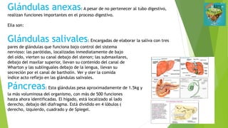 Glándulas anexas: A pesar de no pertenecer al tubo digestivo,
realizan funciones importantes en el proceso digestivo.
Ella son:
Glándulas salivales: Encargadas de elaborar la saliva con tres
pares de glándulas que funciona bajo control del sistema
nervioso: las parótidas, localizadas inmediatamente de bajo
del oído, vierten su canal debajo del stenon; las submaxilares,
debajo del maxilar superior, llevan su contenido del canal de
Wharton y las sublinguales debajo de la lengua, llevan su
secreción por el canal de bartholin. Ver y oler la comida
índice acto reflejo en las glándulas salivales.
Páncreas: Esta glándulas pesa aproximadamente de 1.5kg y
la más voluminosa del organismo, con más de 500 funciones
hasta ahora identificadas. El hígado, está localizado al lado
derecho, debajo del diafragma. Está dividido en 4 lóbulos (
derecho, izquierdo, cuadrado y de Spiegel.
 