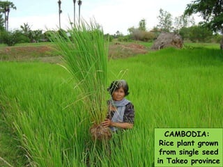CAMBODIA:  Rice plant grown from single seed in Takeo province 