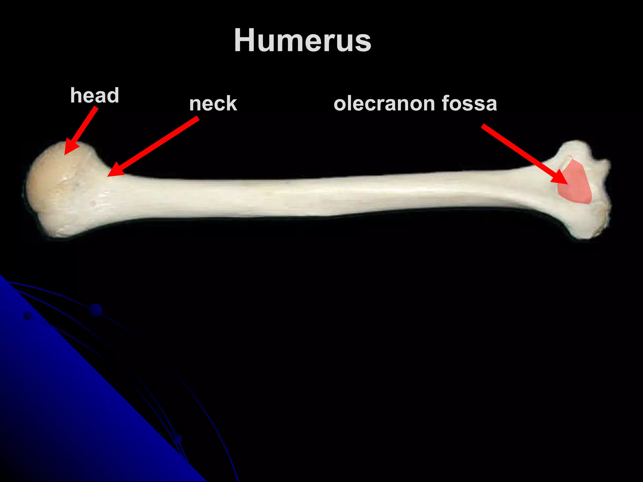 Upper Limbs and Pectoral Girdles | PPT