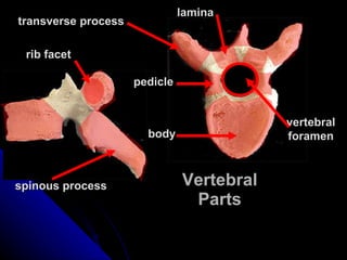 Vertebral Parts body spinous process vertebral foramen transverse process lamina pedicle rib facet 