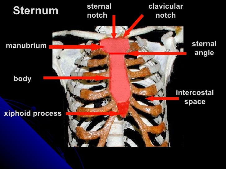 104111 axial-skeleton-tutorial-vertebral
