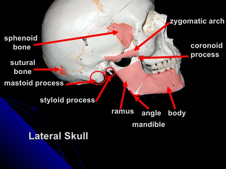 The Skull