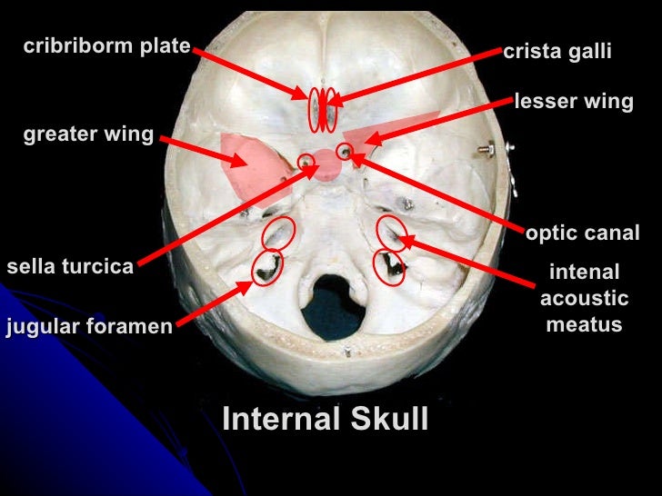 The Skull empty skull bone diagram 