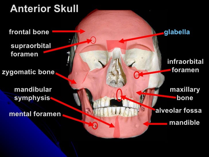 104112 axial-skeleton-tutorial-skull
