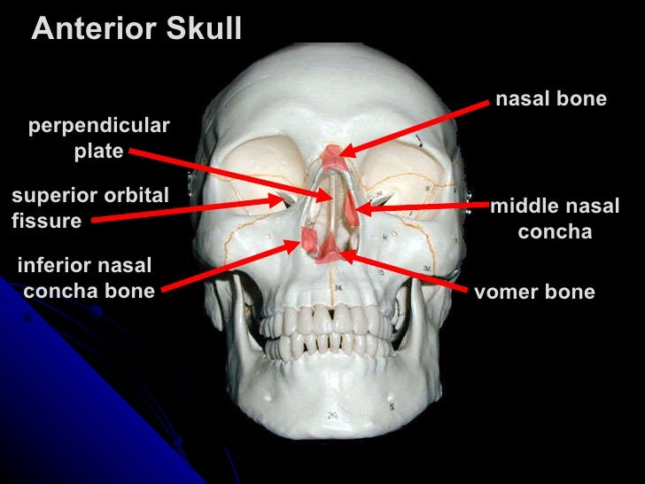 104112 axial-skeleton-tutorial-skull