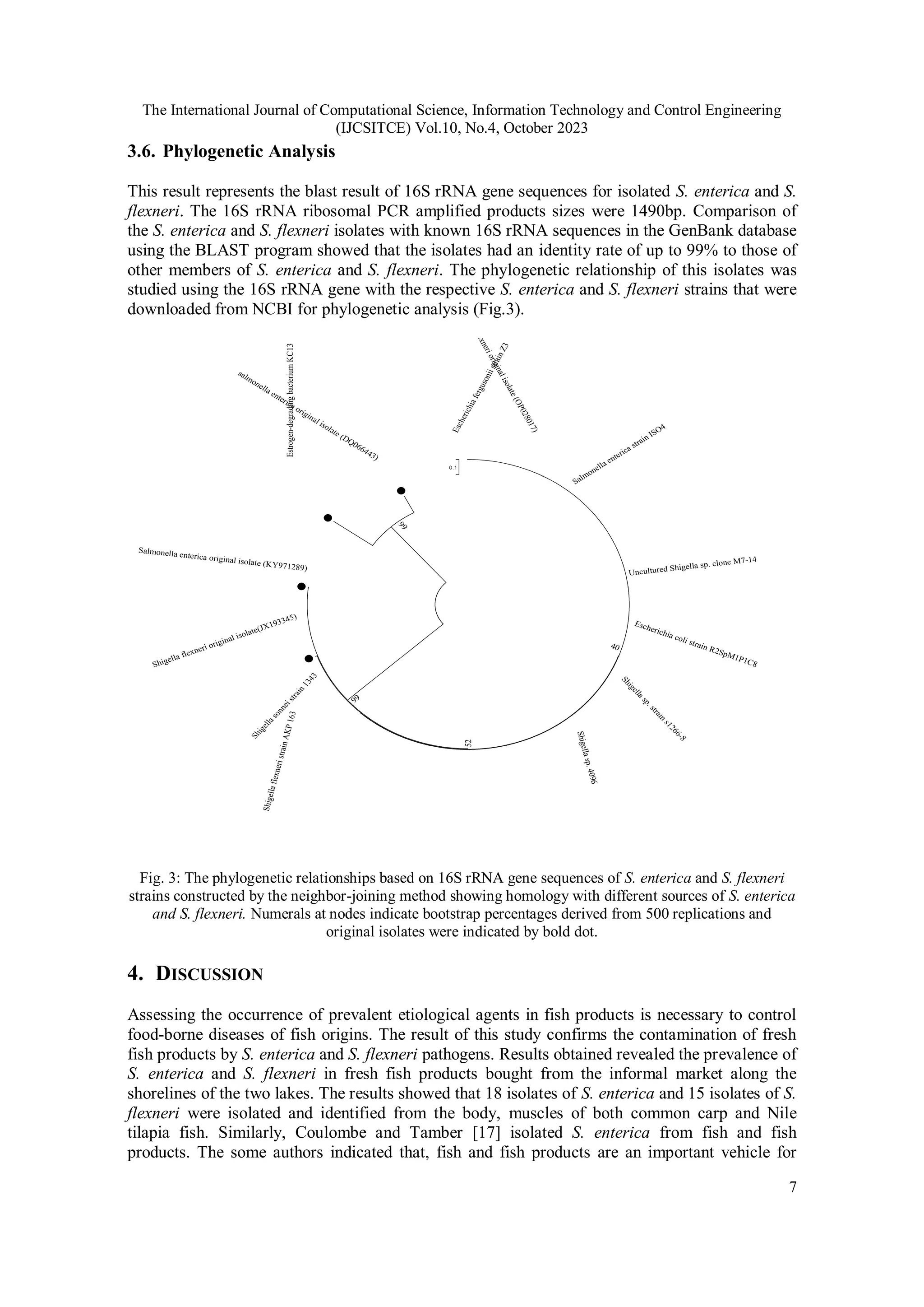 The International Journal of Computational Science, Information Technology and Control Engineering
(IJCSITCE) Vol.10, No.4, October 2023
7
3.6. Phylogenetic Analysis
This result represents the blast result of 16S rRNA gene sequences for isolated S. enterica and S.
flexneri. The 16S rRNA ribosomal PCR amplified products sizes were 1490bp. Comparison of
the S. enterica and S. flexneri isolates with known 16S rRNA sequences in the GenBank database
using the BLAST program showed that the isolates had an identity rate of up to 99% to those of
other members of S. enterica and S. flexneri. The phylogenetic relationship of this isolates was
studied using the 16S rRNA gene with the respective S. enterica and S. flexneri strains that were
downloaded from NCBI for phylogenetic analysis (Fig.3).
Fig. 3: The phylogenetic relationships based on 16S rRNA gene sequences of S. enterica and S. flexneri
strains constructed by the neighbor-joining method showing homology with different sources of S. enterica
and S. flexneri. Numerals at nodes indicate bootstrap percentages derived from 500 replications and
original isolates were indicated by bold dot.
4. DISCUSSION
Assessing the occurrence of prevalent etiological agents in fish products is necessary to control
food-borne diseases of fish origins. The result of this study confirms the contamination of fresh
fish products by S. enterica and S. flexneri pathogens. Results obtained revealed the prevalence of
S. enterica and S. flexneri in fresh fish products bought from the informal market along the
shorelines of the two lakes. The results showed that 18 isolates of S. enterica and 15 isolates of S.
flexneri were isolated and identified from the body, muscles of both common carp and Nile
tilapia fish. Similarly, Coulombe and Tamber [17] isolated S. enterica from fish and fish
products. The some authors indicated that, fish and fish products are an important vehicle for
Estrogen-degrading
bacterium
KC13
E
s
c
h
e
r
i
c
h
i
a
f
e
r
g
u
s
o
n
i
i
s
t
r
a
i
n
Z
3
Salmonella enterica strain ISO4
Uncultured Shigella sp. clone M7-14
Escherichia coli strain R2SpM1P1C8
S
h
i
g
e
l
l
a
s
p
.
s
t
r
a
i
n
s
1
2
6
6
-
8
S
h
ig
e
ll
a
s
p
.
4
0
9
6
S
h
ig
e
ll
a
fl
e
x
n
e
ri
s
tr
a
in
A
K
P
1
6
3
S
h
i
g
e
l
l
a
s
o
n
n
e
i
s
t
r
a
i
n
1
3
4
3
40
Shigella flexneri original isolate(JX193345)
52
Salmonella enterica original isolate (KY971289)
99
salmonella enterica original isolate (DQ066443) S
h
i
g
e
l
l
a
f
l
e
x
n
e
r
i
o
r
i
g
i
n
a
l
i
s
o
l
a
t
e
(
O
P
0
2
8
0
1
7
)
9
9
 