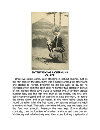 ENTERTAINING A CHIPMUNK
CALLER
Once five callers came, each stringing in behind another. Just as
the fifth came in the door, there was a dispute among the others and
one started to retreat. Evidently he did not want to go, for he
retreated away from the open door. As number two started in pursuit
of him, number three gave chase to number two. After them started
number four, and the fifth one after all the others. The first one,
being closely pressed and not wanting to leave the room, ran round
the centre table, and in an instant all five were racing single file
round the table. After the first round they became excited and each
one went his best. The circle they were following was not large, and
the floor was smooth. Presently the rear legs of one skidded
comically, then the fore feet of another; and now and then one lost
his footing and rolled entirely over, then arose, looking surprised and
 