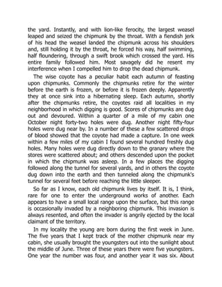 the yard. Instantly, and with lion-like ferocity, the largest weasel
leaped and seized the chipmunk by the throat. With a fiendish jerk
of his head the weasel landed the chipmunk across his shoulders
and, still holding it by the throat, he forced his way, half swimming,
half floundering, through a swift brook which crossed the yard. His
entire family followed him. Most savagely did he resent my
interference when I compelled him to drop the dead chipmunk.
The wise coyote has a peculiar habit each autumn of feasting
upon chipmunks. Commonly the chipmunks retire for the winter
before the earth is frozen, or before it is frozen deeply. Apparently
they at once sink into a hibernating sleep. Each autumn, shortly
after the chipmunks retire, the coyotes raid all localities in my
neighborhood in which digging is good. Scores of chipmunks are dug
out and devoured. Within a quarter of a mile of my cabin one
October night forty-two holes were dug. Another night fifty-four
holes were dug near by. In a number of these a few scattered drops
of blood showed that the coyote had made a capture. In one week
within a few miles of my cabin I found several hundred freshly dug
holes. Many holes were dug directly down to the granary where the
stores were scattered about; and others descended upon the pocket
in which the chipmunk was asleep. In a few places the digging
followed along the tunnel for several yards, and in others the coyote
dug down into the earth and then tunneled along the chipmunk's
tunnel for several feet before reaching the little sleeper.
So far as I know, each old chipmunk lives by itself. It is, I think,
rare for one to enter the underground works of another. Each
appears to have a small local range upon the surface, but this range
is occasionally invaded by a neighboring chipmunk. This invasion is
always resented, and often the invader is angrily ejected by the local
claimant of the territory.
In my locality the young are born during the first week in June.
The five years that I kept track of the mother chipmunk near my
cabin, she usually brought the youngsters out into the sunlight about
the middle of June. Three of these years there were five youngsters.
One year the number was four, and another year it was six. About
 