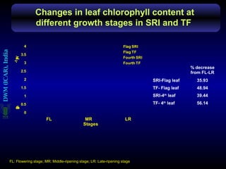 Changes in leaf chlorophyll content at
different growth stages in SRI and TF
FL: Flowering stage; MR: Middle-ripening stag...