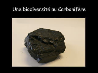 Une biodiversité au Carbonifère 