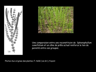 Une comparaison entre une reconstituion de  Sphenophyllum cuneifolium et un cône de prêle actuel renforce le lien de parenté entre ces   groupes.   Photos Aux origines des plantes, F. Hallé ( ss dir.),  Fayard 
