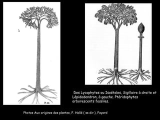 Des Lycophytes ou Isoétales, Sigillaire à droite et Lépidodendron, à gauche. Ptéridophytes arborescents fossiles.   Photos Aux origines des plantes, F. Hallé ( ss dir.), Fayard 