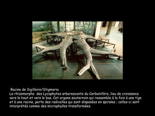 Racine de Sigillaire/Stigmaria. Le rhizomorphe  des Lycophytes arborescents du Carbonifère, lieu de croissance vers le haut et vers le bas. Cet organe souterrain qui ressemble à la fois à une tige et à une racine, porte des radicelles qui sont disposées en spirales ; celles-ci sont interprétés comme des microphylles transformées. 