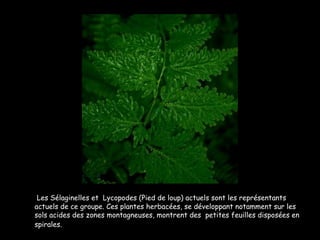 Les Sélaginelles et  Lycopodes (Pied de loup) actuels sont les représentants actuels de ce groupe. Ces plantes herbacées, se développant notamment sur les sols acides des zones montagneuses, montrent des  petites feuilles disposées en spirales.   