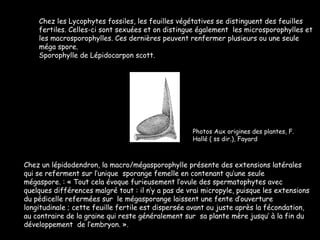 Chez les Lycophytes fossiles, les feuilles végétatives se distinguent des feuilles fertiles. Celles-ci sont sexuées et on distingue également  les microsporophylles et les macrosporophylles. Ces dernières peuvent renfermer plusieurs ou une seule méga spore. Sporophylle de Lépidocarpon scott. Chez un lépidodendron, la macro/mégasporophylle présente des extensions latérales qui se referment sur l’unique  sporange femelle en contenant qu’une seule mégaspore. : « Tout cela évoque furieusement l’ovule des spermatophytes avec quelques différences malgré tout : il n’y a pas de vrai micropyle, puisque les extensions du pédicelle refermées sur  le mégasporange laissent une fente d’ouverture longitudinale ; cette feuille fertile est dispersée avant ou juste après la fécondation, au contraire de la graine qui reste généralement sur  sa plante mère jusqu’ à la fin du développement  de l‘embryon. ».  Photos Aux origines des plantes, F. Hallé ( ss dir.), Fayard 