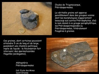 Ces graines, dont certaines pouvaient atteindre 5 cm de long et de large, possèdent une chambre pollinique replie de liquide : la fécondation fait intervenir des spermatozoïdes flagellés (zoïdogamie). Ovules de Trigonocarpus, Ptéridospermales. La véritable graine est apparue parallèlement dans des groupes voisins dont les morphologies s’apparentent beaucoup aux autres Ptéridophytes, d’où le nom donné à ce groupe paraphylétique, les Ptéridospermopsidés ou Ptéridospermées, littéralement Fougères à graines. Alétoptéris Ptéridospermales Coll. Ecole des Mines Saint-Etienne 
