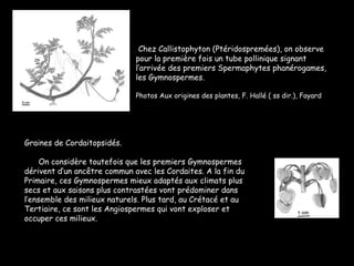 Chez Callistophyton (Ptéridospremées), on observe pour la première fois un tube pollinique signant l’arrivée des premiers Spermaphytes phanérogames, les Gymnospermes. Photos Aux origines des plantes, F. Hallé ( ss dir.), Fayard Graines de Cordaitopsidés. On considère toutefois que les premiers Gymnospermes dérivent d’un ancêtre commun avec les Cordaites. A la fin du Primaire, ces Gymnospermes mieux adaptés aux climats plus secs et aux saisons plus contrastées vont prédominer dans l’ensemble des milieux naturels. Plus tard, au Crétacé et au Tertiaire, ce sont les Angiospermes qui vont exploser et occuper ces milieux. 