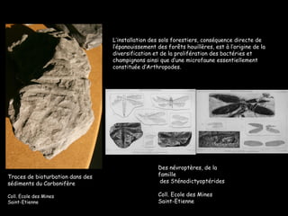 L’installation des sols forestiers, conséquence directe de l’épanouissement des forêts houillères, est à l’origine de la diversification et de la prolifération des bactéries et champignons ainsi que d’une microfaune essentiellement constituée d’Arthropodes. Traces de bioturbation dans des  sédiments du Carbonifère Coll. Ecole des Mines Saint-Etienne Des névroptères, de la famille des Sténodictyoptérides Coll. Ecole des Mines Saint-Etienne 