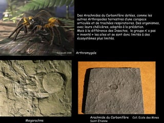 Arthromygale Megarachne Arachnide du Carbonifère  Coll. Ecole des Mines Saint-Etienne Des Arachnides du Carbonifère dotées, comme les autres Arthropodes terrestres d’une carapace articulée et de trachées respiratoires. Des organismes, avec leurs chélicères, adaptés à la prédation.  Mais à la différence des Insectes,  le groupe n’ a pas « inventé » les ailes et se sont donc limités à des écosystèmes plus limités. 