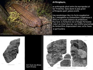 Coll. Ecole des Mines Saint-Etienne Arthropleura ,  un arthropode placé entre les myriapodes et  les Trilobites; Sans doute le plus grand  arthropode ayant jamais existé.  Une morphologie liée à la forte oxygénation  de l’ atmosphère au Carbonifère ( supérieure à 30%) et à la quasi absence de prédateurs.  Plus tard, la formation de la Pangée Permienne induit un climat plus sec. Les forêts luxuriantes  du Carbonifère disparaissent avec cette faune si particulière.   