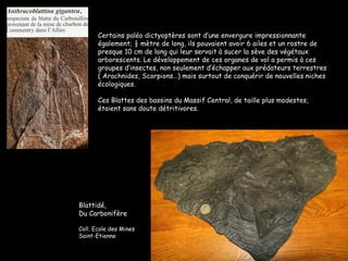 Blattidé,  Du Carbonifère Coll. Ecole des Mines Saint-Etienne Certains paléo dictyoptères sont d’une envergure impressionnante également; ½ mètre de long, ils pouvaient avoir 6 ailes et un rostre de presque 10 cm de long qui leur servait à sucer la sève des végétaux arborescents. Le développement de ces organes de vol a permis à ces groupes d’insectes, non seulement d’échapper aux prédateurs terrestres  ( Arachnides, Scorpions…) mais surtout de conquérir de nouvelles niches écologiques.  Ces Blattes des bassins du Massif Central, de taille plus modestes,  étaient sans doute détritivores. 