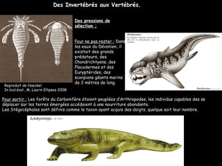 Des pressions de sélection ; Pour ne pas rester :  Dans les eaux du Dévonien, il existait des grands prédateurs, des Chondrichtyens, des Placodermes et des Euryptérides, des scorpions géants marins de 2 mètres de long. Des Invertébrés aux Vertébrés. Pour sortir :  Les forêts du Carbonifère étaient peuplées d’Arthropodes, les individus capables des se déplacer sur les terres émergées accédaient à une nourriture abondante. Les Stégocéphales sont définis comme le taxon ayant acquis des doigts, quelque soit leur nombre. Reproduit de Haeckel In biol.évol., M. Laurin Ellipses 2008 