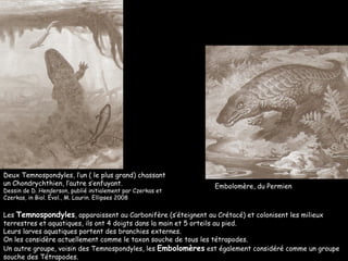 Les  Temnospondyles , apparaissent au Carbonifère (s’éteignent au Crétacé) et colonisent les milieux terrestres et aquatiques, ils ont 4 doigts dans la main et 5 orteils au pied. Leurs larves aquatiques portent des branchies externes. On les considère actuellement comme le taxon souche de tous les tétrapodes. Un autre groupe, voisin des Temnospondyles, les  Embolomères  est également considéré comme un groupe souche des Tétrapodes. Deux Temnospondyles, l’un ( le plus grand) chassant un Chondrychthien, l’autre s’enfuyant. Dessin de D. Henderson, publié initialement par Czerkas et Czerkas, in Biol. Évol., M. Laurin. Ellipses 2008 Embolomère, du Permien 