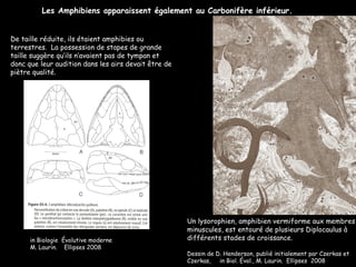Les Amphibiens apparaissent également au Carbonifère inférieur. De taille réduite, ils étaient amphibies ou terrestres.  La possession de stapes de grande taille suggère qu’ils n’avaient pas de tympan et donc que leur audition dans les airs devait être de piètre qualité. in Biologie  Évolutive moderne M. Laurin.  Ellipses 2008 Un lysorophien, amphibien vermiforme aux membres minuscules, est entouré de plusieurs Diplocaulus à différents stades de croissance. Dessin de D. Henderson, publié initialement par Czerkas et Czerkas,  in Biol. Évol., M. Laurin.  Ellipses  2008 