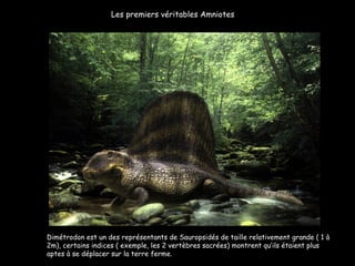 Dimétrodon est un des représentants de Sauropsidés de taille relativement grande ( 1 à 2m), certains indices ( exemple, les 2 vertèbres sacrées) montrent qu’ils étaient plus aptes à se déplacer sur la terre ferme. Les premiers véritables Amniotes 