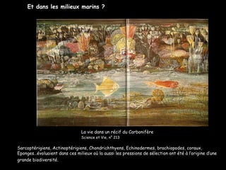 La vie dans un récif du Carbonifère Science et Vie, n° 213   Et dans les milieux marins ?   Sarcoptérigiens, Actinoptérigiens, Chondrichthyens, Echinodermes, brachiopodes, coraux, Eponges…évoluaient dans ces milieux où la aussi les pressions de sélection ont été à l’origine d’une grande biodiversité.   